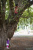 Nara Really Climbing Trees