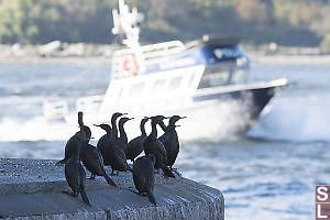 Cormorants Watching Police Boat Go By