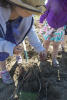 Pulling Potatoes Out Of Ground