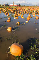 Pumpkins In A Flooded Field
