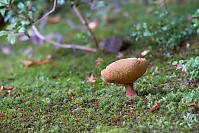 Boletus Mirabilis In The Moss