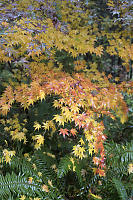 Maple Leaves Over Sword Ferns