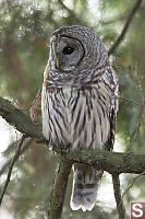 Barred Owl Side View