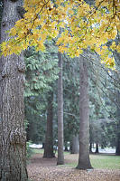 Yellow Maple Leaves And Snow