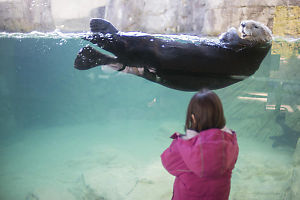 Claira Oblivious To The Sea Otter