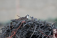 Osprey On Nest