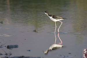 Hawaiian Stilt IReflected