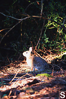 European Rabbit