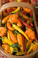 Basket Of Hot Peppers