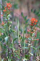 Common Red Paintbrush