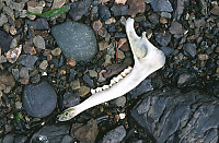 Deer Jawbone On Beach