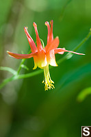 Red Columbine