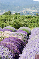 Rows Of Lavendar