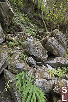 Ferns Growing In Colapsed Rocks