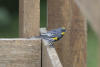 Yellow-rumped Warbler On Fence