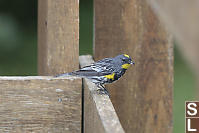 Yellow-rumped Warbler On Fence