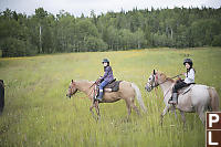 Horses In Grassy Meadow