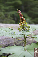 Devils Club Fruit Ripening