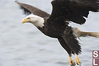 Eagle Nearly At Water