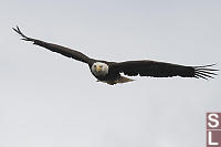 Eagle On Approach
