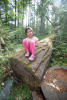 Nara On Fallen Douglas Fir