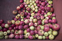 Apples In Farm Box