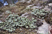 Broad Leaved Stonecrop Gone To Seed