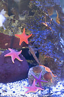 Starfish In Tank