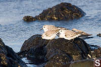 Sanderlings On Rock