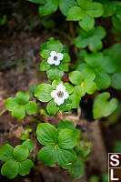 Canadian Bunchberry