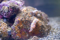 Clown Dorid