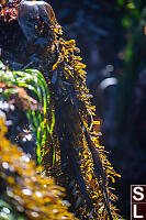 Feather Boa Kelp