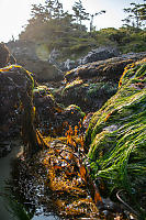 From Low Intertidal To Trees