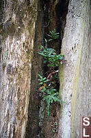 Habitat In Damaged Trunk