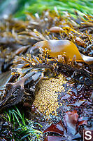 Large Foot Of Feather Boa Kelp