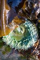 Lines On Green Sea Anemone