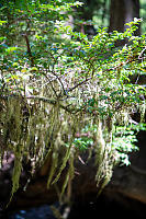 Moss Hanging From Shrub