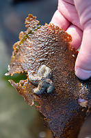 Small Sea Star On Kelp