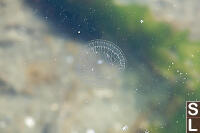 Small Transparent Jelly In Water