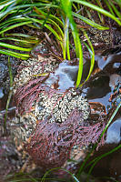 Small World Under Sea Grass