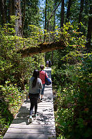 Straight Boardwalk With Tree Overhead