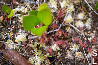 Sundews And Sphagnum Moss
