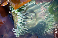 Tentalces Of Green Sea Anemone At Surface