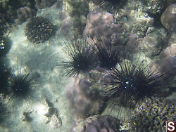 Sea Urchins Grazing