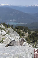 Marmot With Green Lake Behind