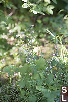 Threeleaf Foamflower