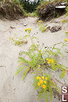 Dune Tansy