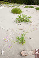 Flower In The Sand
