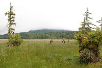 Grassy Plain Above Marsh