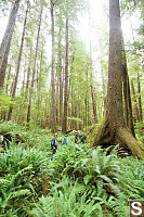 Walking In Giant Ferns